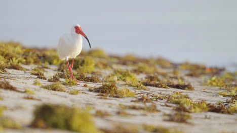 white ibis walking along beach shore with seaweed 2