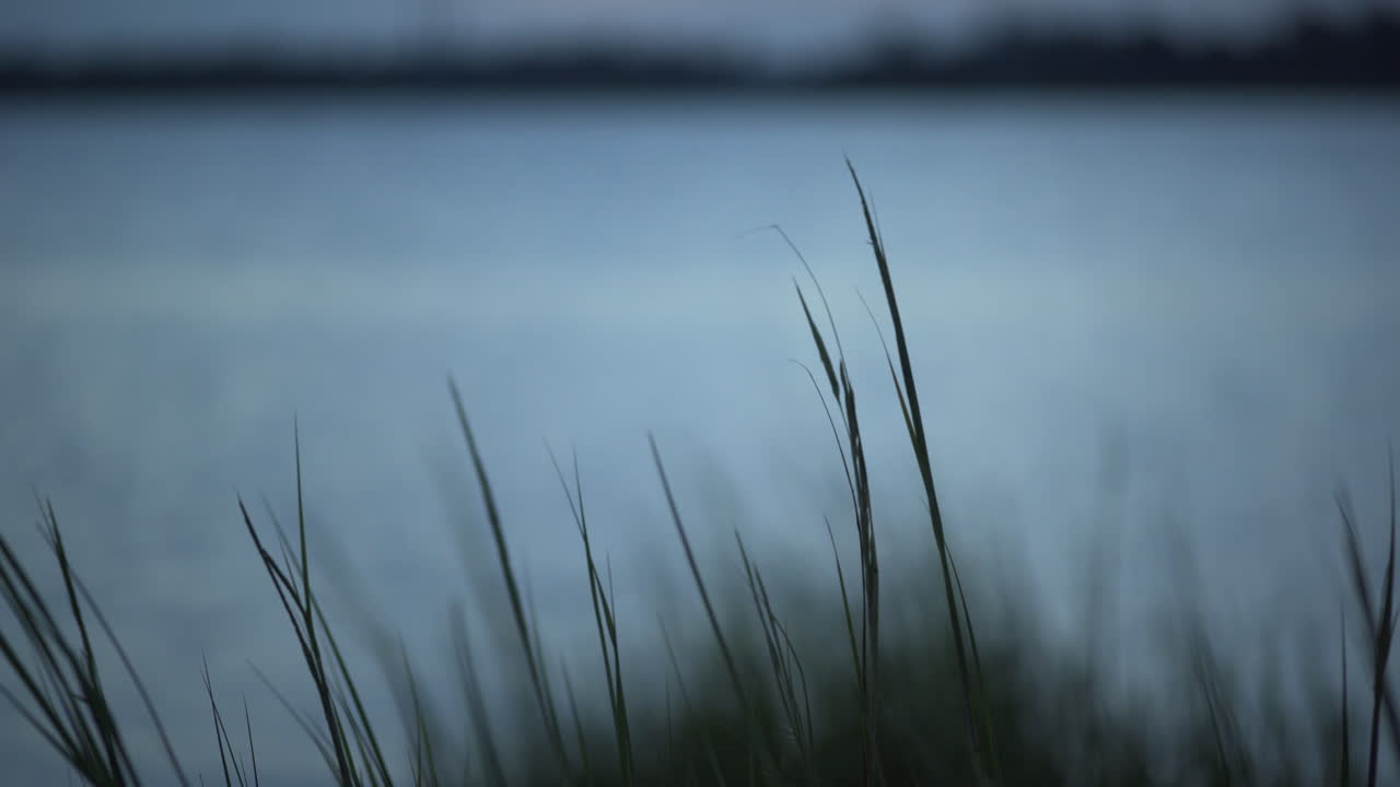 Marsh Grass and Power Lines Across the River at Blue Hour, Rack Focus