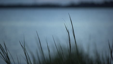 marsh grass and power lines across the river at blue hour, rack focus