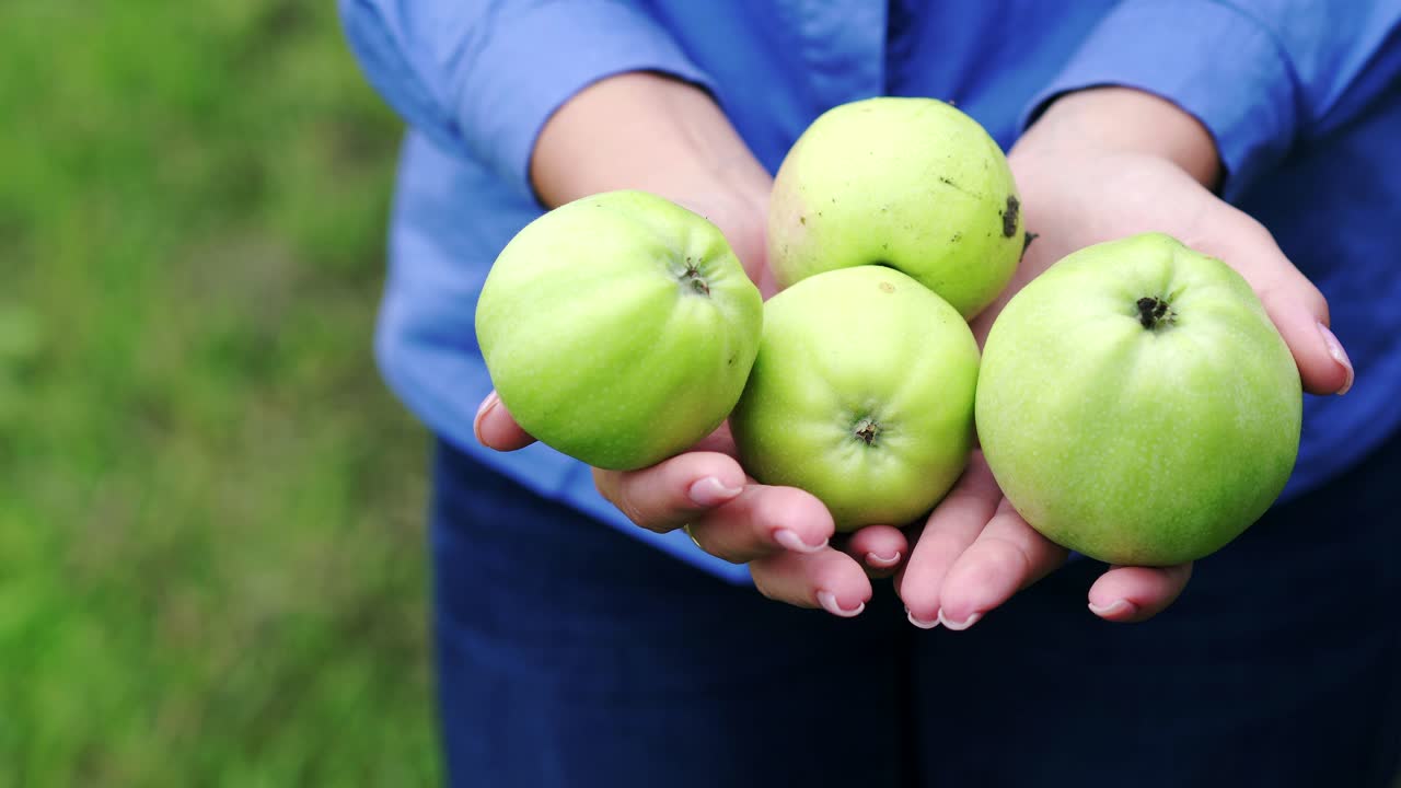 Green apples in the hands of a girl. Autumn harvest of apples