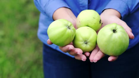 green apples in the hands of a girl. autumn harvest of apples