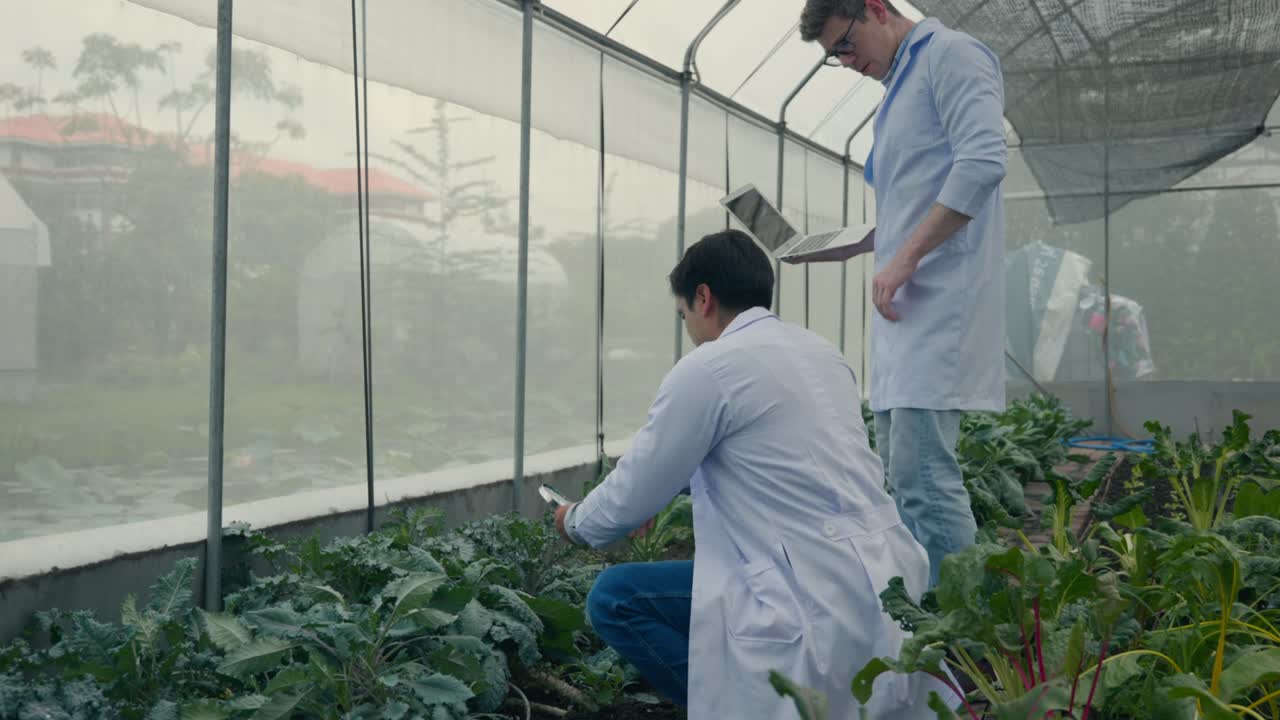 dos ingenieros de biotecnología que sostienen una lupa y miran las hojas de verduras en la granja hidroponica para la enfermedad