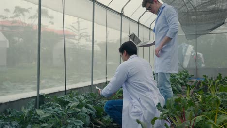 two biotechnology man engineer holding magnifying glass and looking at the vegetables leaf in hydroponics farm for disease