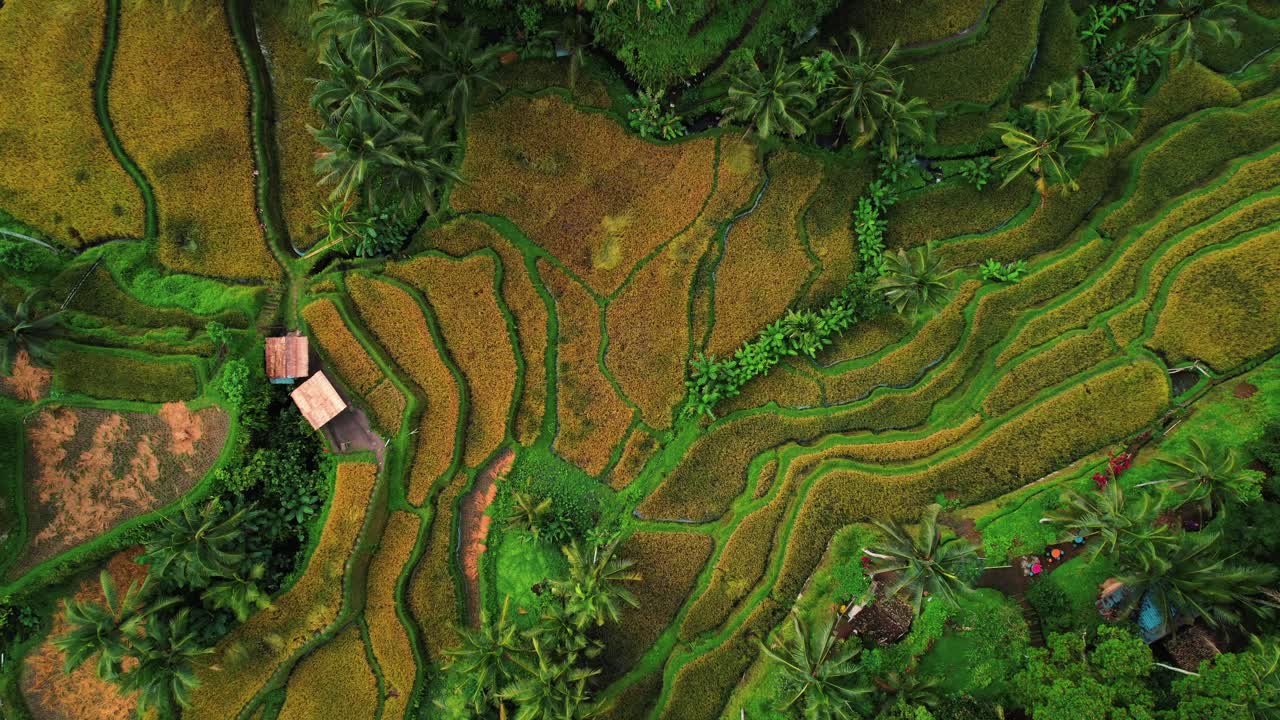 Terrazze di riso di Tegalalang: spirale aerea con drone a Ubud, Bali.