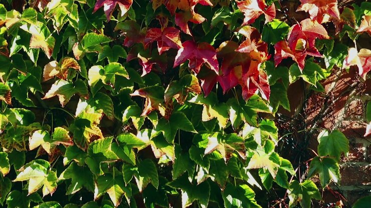 Edera sul muro di mattoni della casa. Riprese in autunno