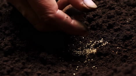 close-up of a hand sowing seeds into dark soil