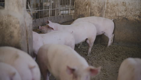 pigs in a farm pen