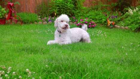 perro acostado. labradoodle blanco acostado en la hierba verde. animal lindo en el césped
