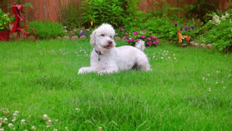 dog laying down. white labradoodle lying on green grass. cute animal on grass