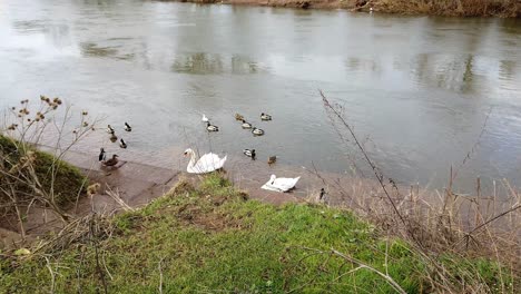 Ross-On-Wye,-Junto-Al-Río-A-Principios-De-La-Primavera-Con-Patos-Y-Cisnes