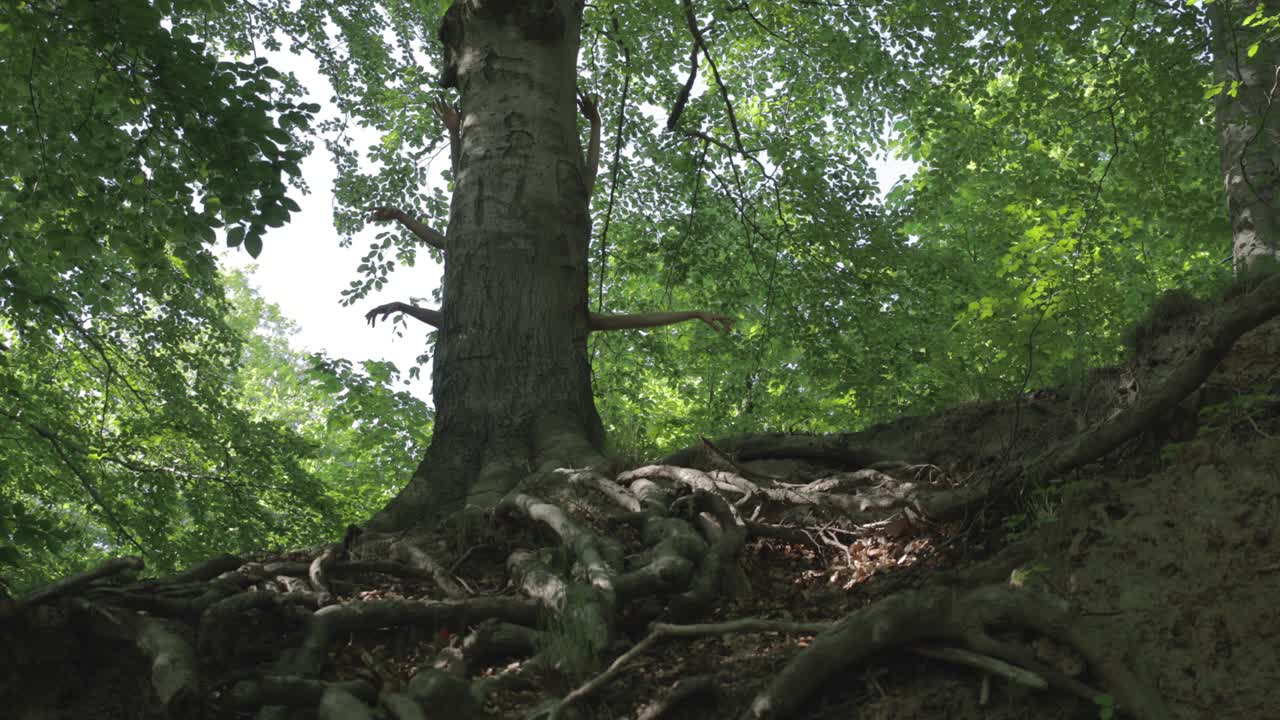 이 초현실적인 낮 클립의 나무에서 팔과 손이 자랍니다.