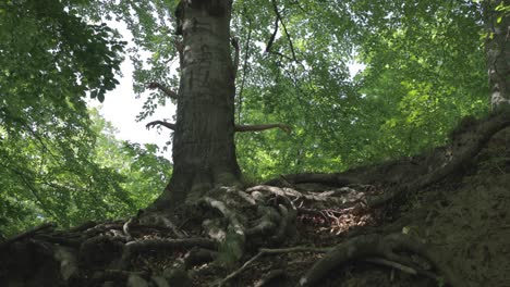Arms and hands grow from a tree in this surreal daytime clip