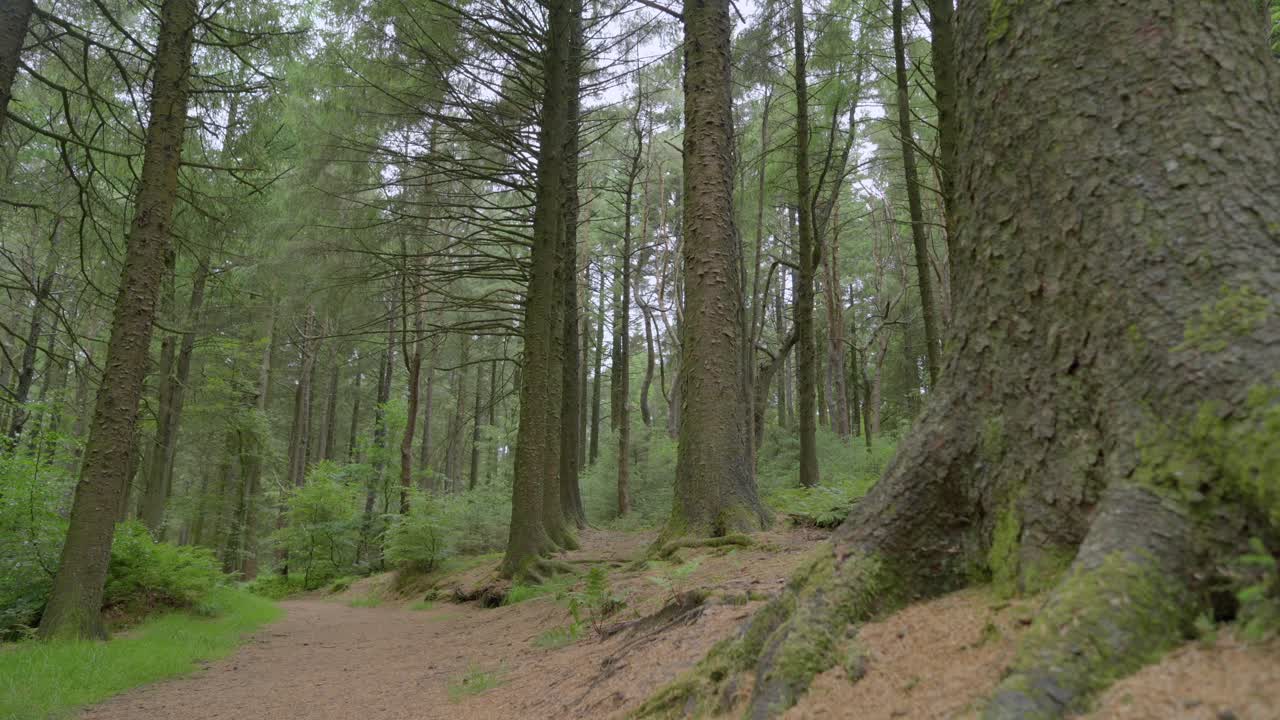 Alti pini inglesi e sentiero nel bosco, slow motion, Lancashire, Regno Unito, Sony FX30