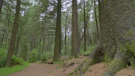 Tall-English-pine-trees-and-woodland-pathway,-slow-motion,-Lancashire,-UK,-Sony-FX30