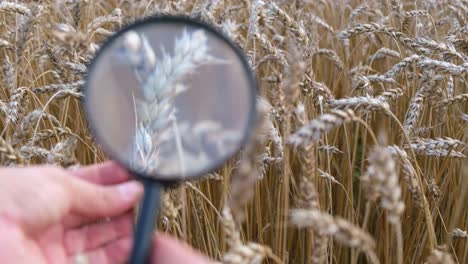 Close-up of wheat field with magnifying glass
