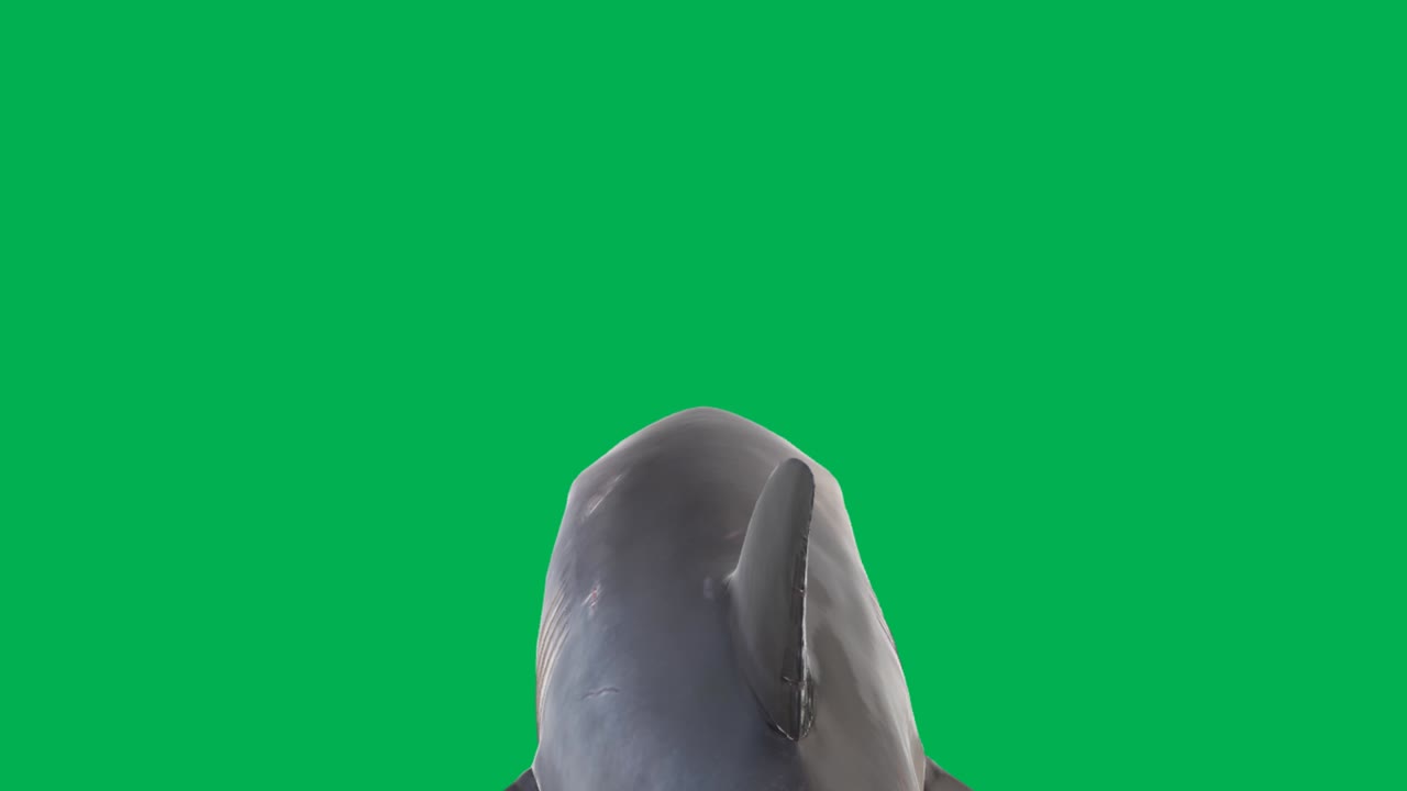 Swimming shark motion graphics with green screen background