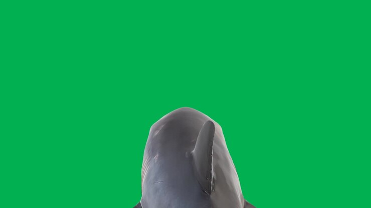 Swimming shark motion graphics with green screen background