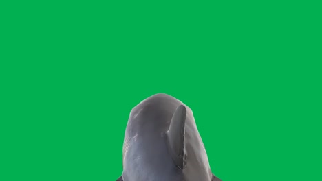 swimming shark motion graphics with green screen background