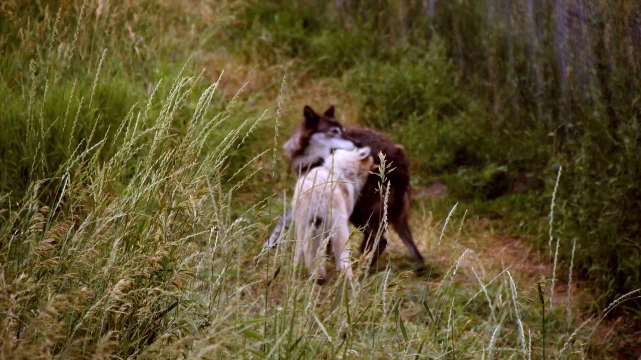 A grey wolf named Koa.