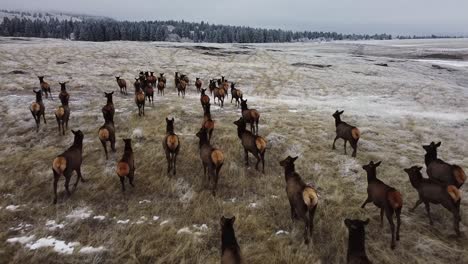 following a herd of elks from very close on a cloudy day in winter