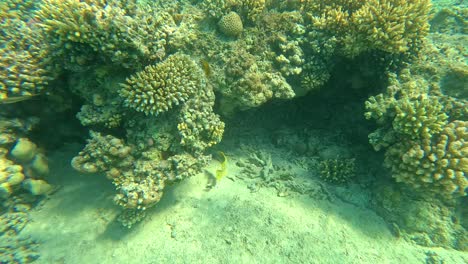 coral reef of the under water in hurgada