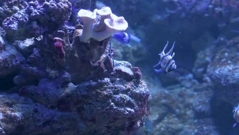 fish swimming near rocks at the bottom of the sea