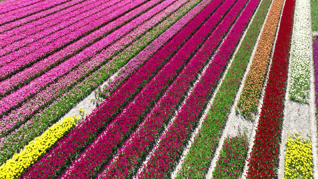 spring flower fields, multi color rows of flowers. Agricultural fields. Aerial drone video.
