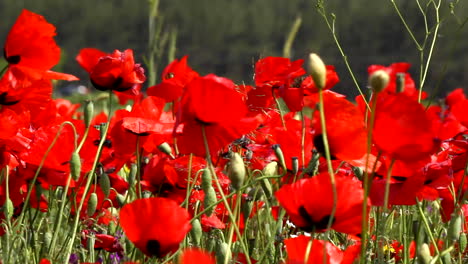 campo de amapolas rojas meciéndose suavemente en el viento