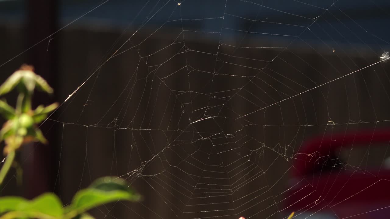 Australsk hagehjulspinneredderkoppnett i biltak som vaier i vinden, nærbilde, dagtid, Australia, East Gippsland, Victoria, Maffra