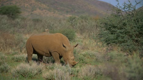 rhino feeding in african savannah