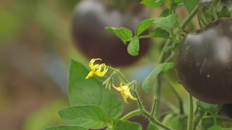 tomates en diferentes colores con diferentes especies-5