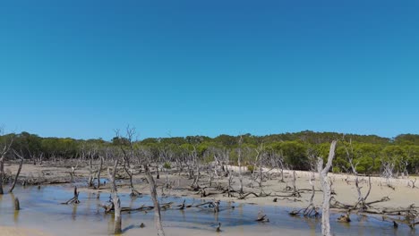 aerial view of sandbars and mangroves affected by tides