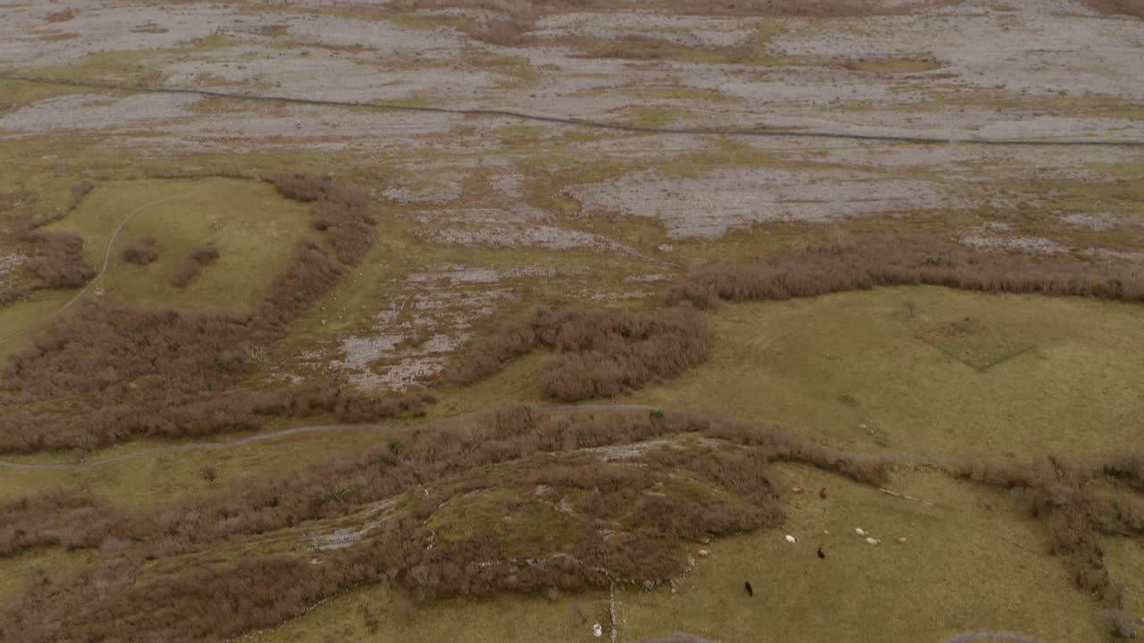 la captivadora inclinación aérea revela vacas pastando contra el impresionante telón de fondo del parque nacional de burren