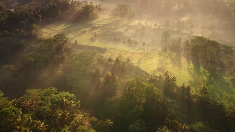 Scenic-aerial-view-of-foggy-rice-fields-surrounded-by-misty-tropical-rainforest-in-Tampaksiring,-Gianyar,-Bali,-Indonesia
