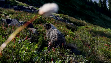 slow motion landscape of hoary marmot rodent ground squirrel sitting in grassy fields meadows with flowers plants washington mount rainier hiking trails rocky mountains usa north america