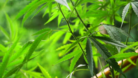 Close-up-of-marijuana-leaves-swaying-in-wind,-Cannabis