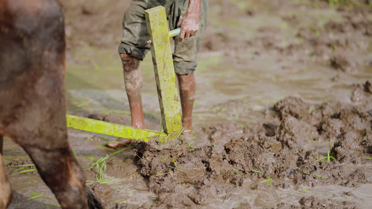 Detail shot of wooden plough blade moving through muddy rice field during cultivation, 4k video