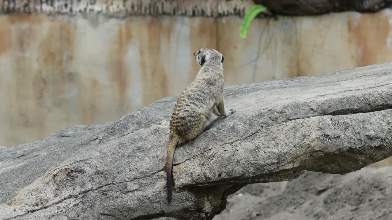 Suricato in piedi e vigile su una pietra nel suo habitat naturale con sfondo roccioso
