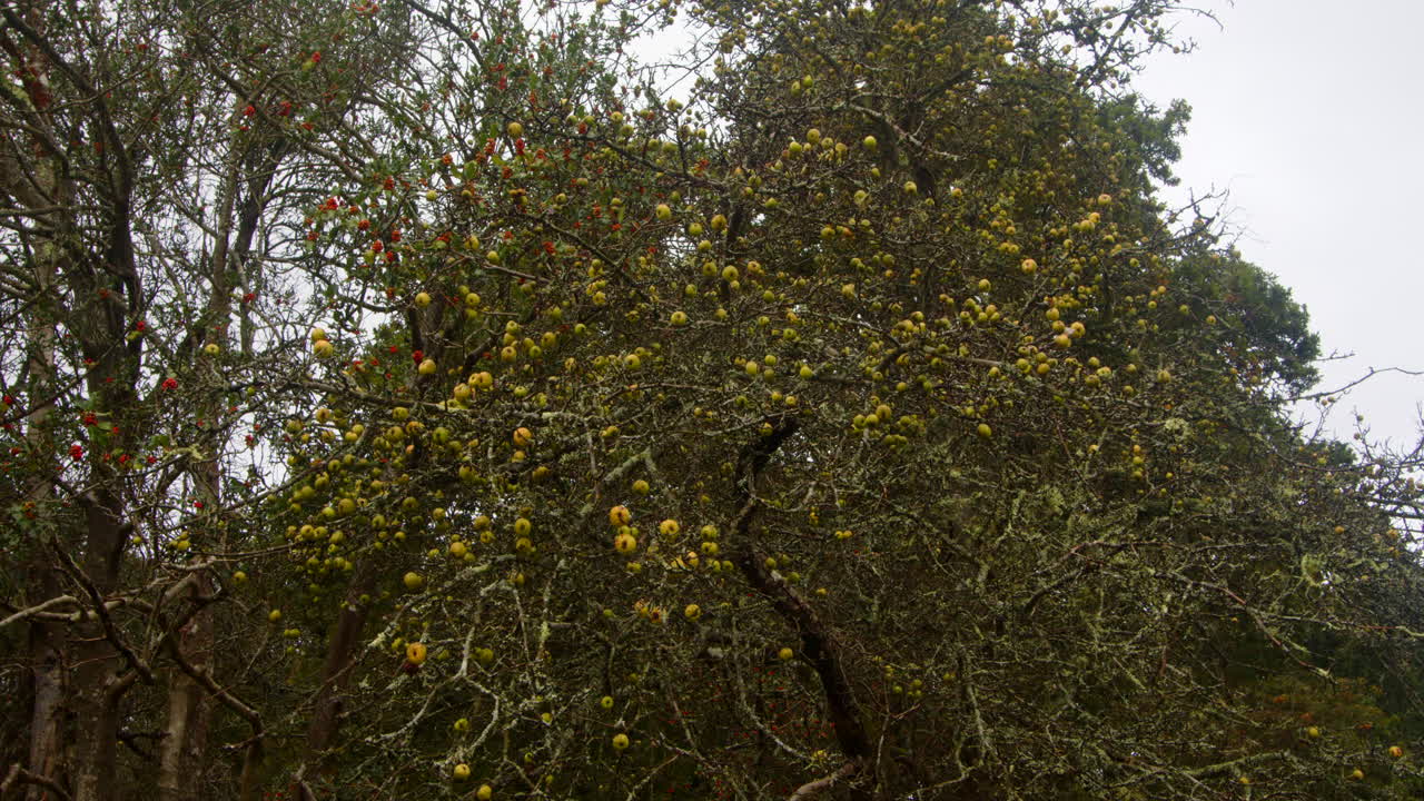 árbol de manzana de cangrejo en otoño en el recinto del puente millyford en el nuevo bosque