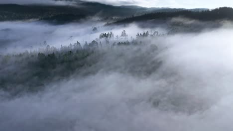 thick fog is slowly floating in the valley revealing dense pine forest