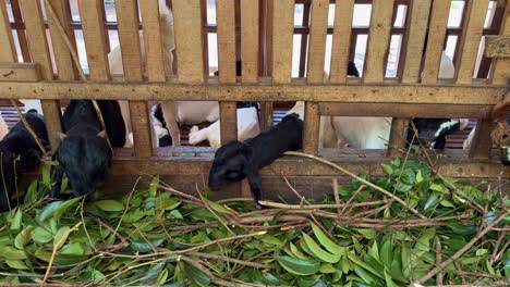 the goats are in a wooden pen eating green leaves in a food container