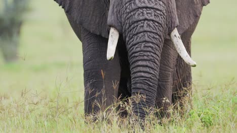 African-Elephants-Eating-Close-Up,-Feeding-and-Grazing-on-Grasses-in-Tanzania-in-Africa-at-Ngorongoro-Conservation-Area-in-Ndutu-National-Park,-African-Animals-on-Wildlife-Safari