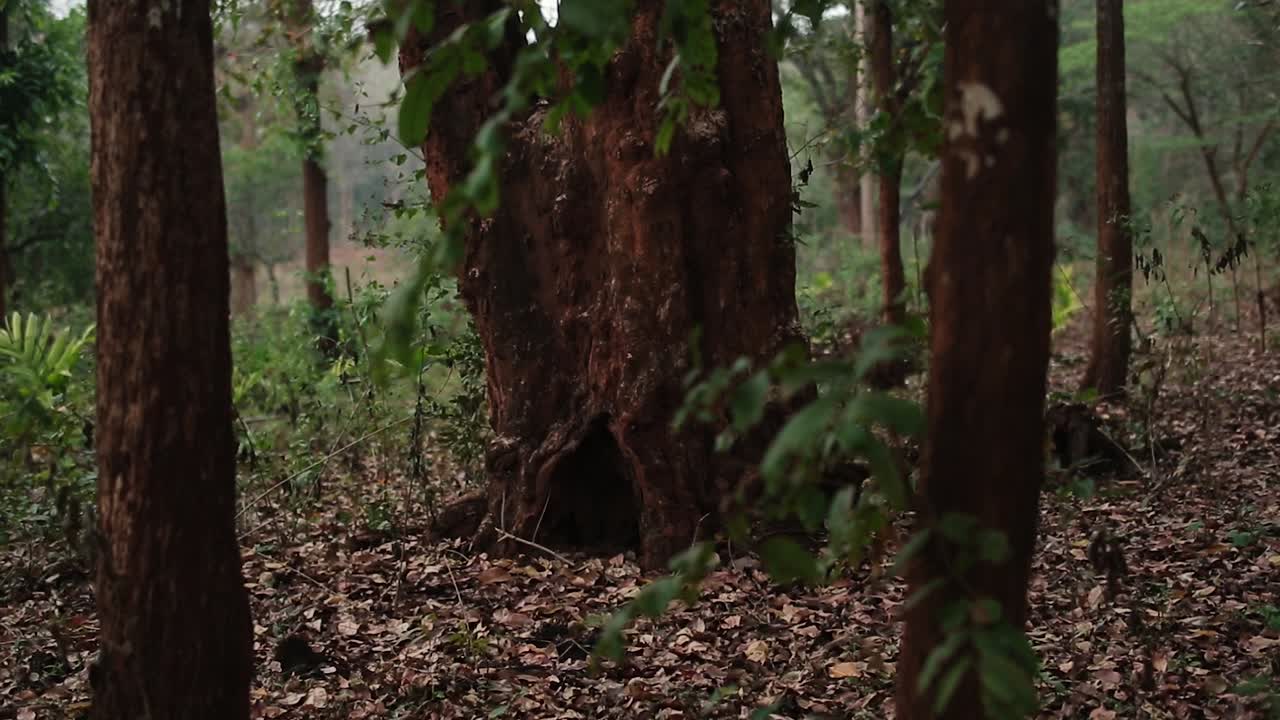 Opening in base of tree trunk with dark red bark
