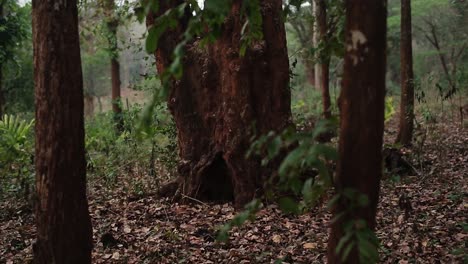abertura en la base del tronco del árbol con corteza de color rojo oscuro