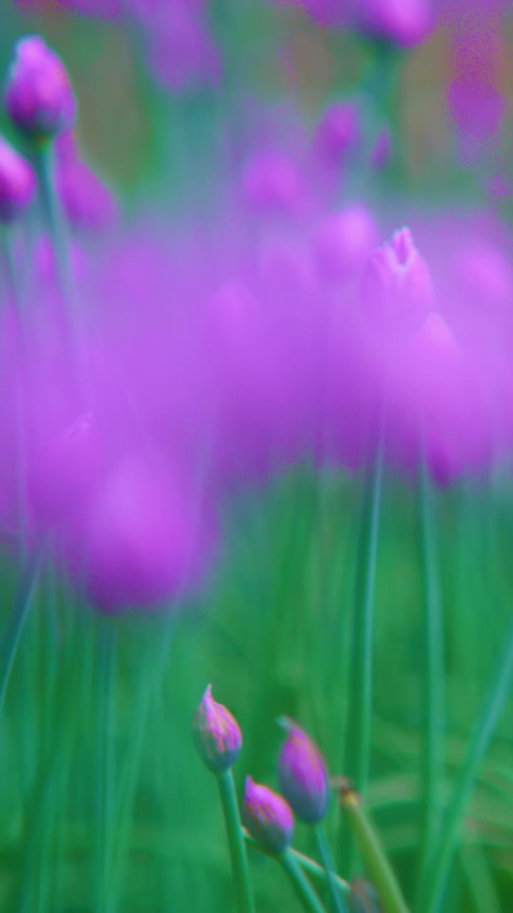 Soft purple buds sway gently in dewy green grass. Focus rests on delicate tips, blurred background sways with motion. Nature's quiet beauty thrives in early morning light
