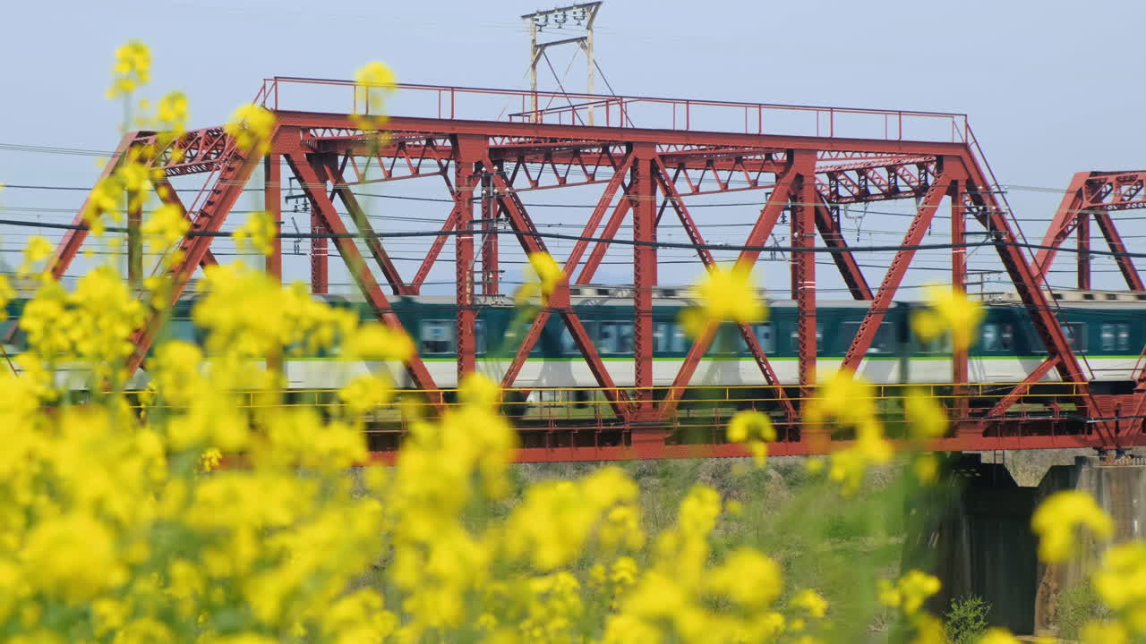 열차 가 일본 의 노란색 라프시드  을 지나간다