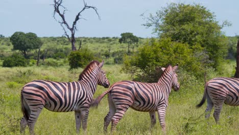 plains zebra prancing in green grassy savannah next to other zebras