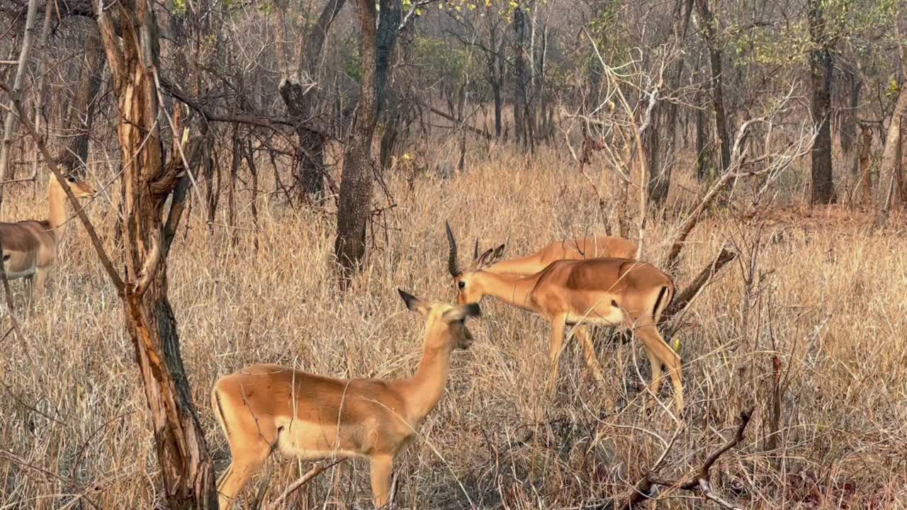 말라위의 마제테 야생동물 보호구역에서 건조한 계절에 있는 임팔라 (aepyceros melampus)