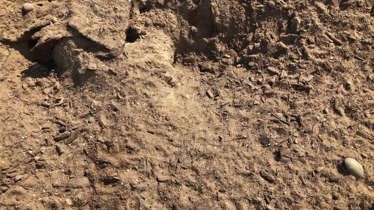 una suricata corriendo y pasando por la cámara - vista superior