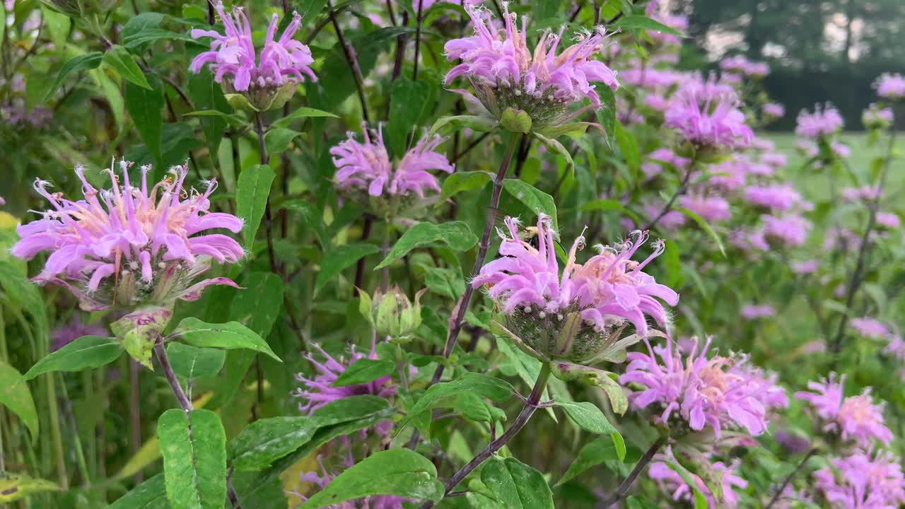 Bumble Bee on Purple Monardo Bee Balm Bergamot